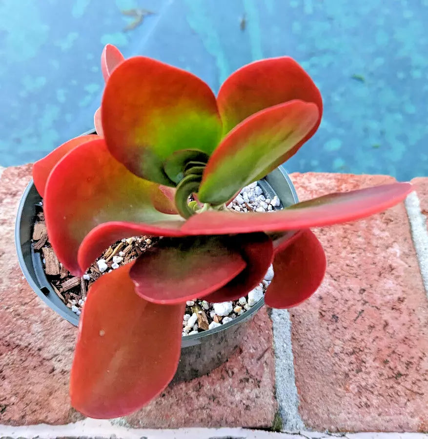 Kalanchoe 'Dragongfire' Succulent Plant 4-Inch Pot Bright Red Leaves Rare Indoor Garden