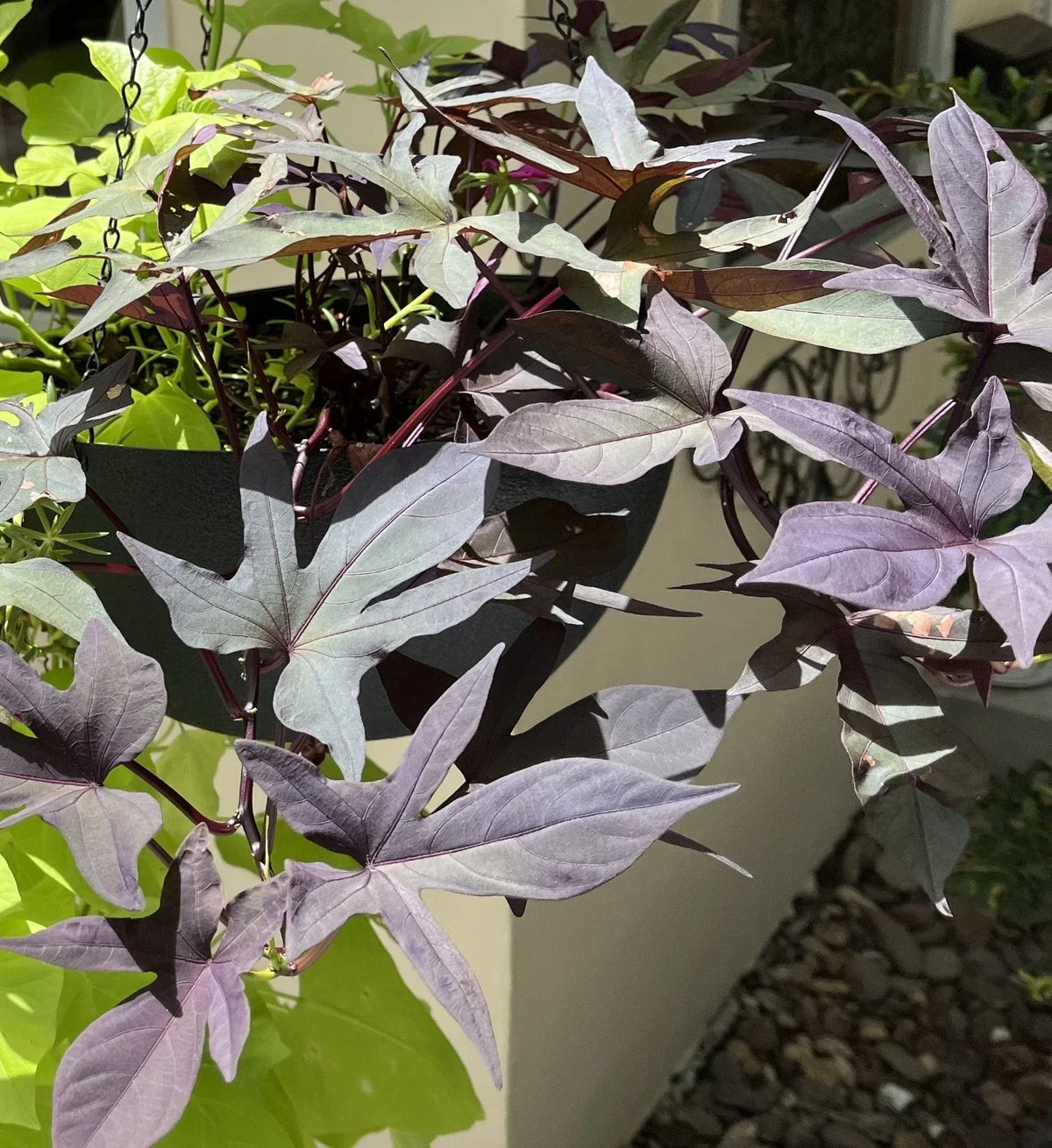 Sweet Potato Cuttings - 5 Rooted Heirloom 'Blackie' Ipomoea batatas for Pots & Beds