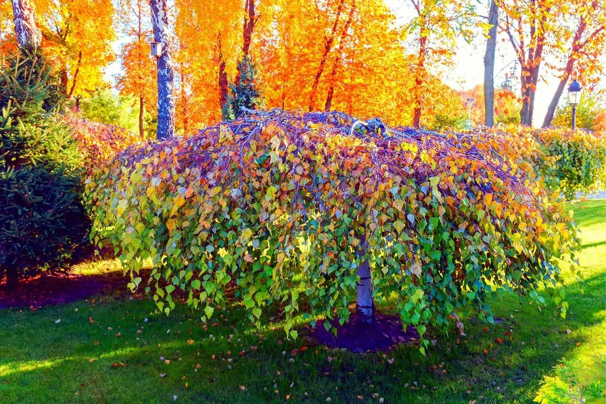 Weeping Silver Birch Tree Seeds | 250+ Betula pendula Seeds | High Germination