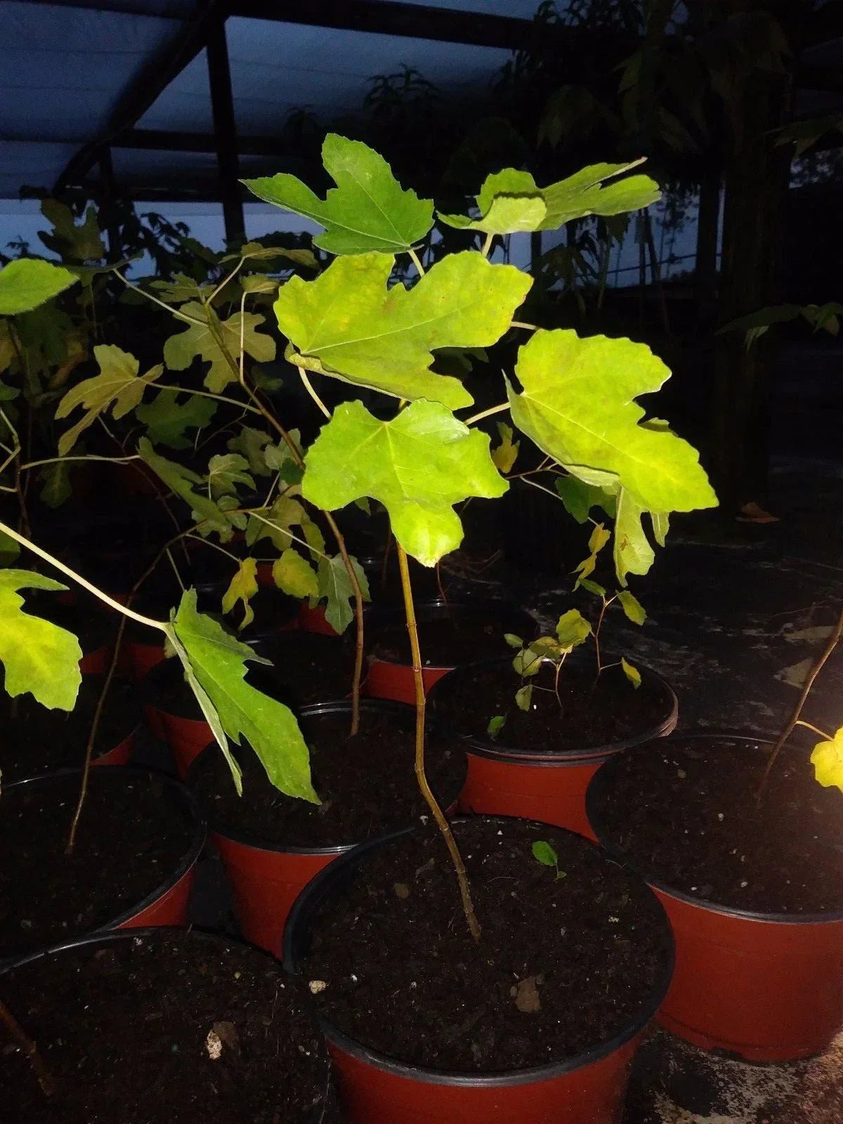 Ficus Latarula Fig Tree Plant - Cold Hardy, Edible, Non-GMO, Pesticide-Free