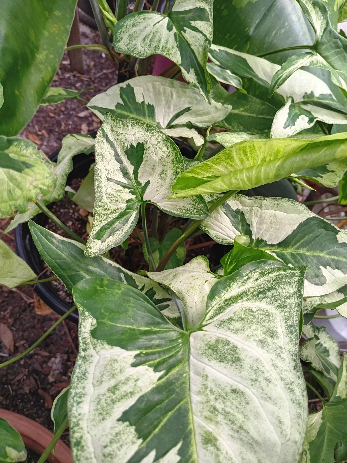 Syngonium Three Kings Unrooted Cutting - Live Plant with 2 Leaves & 2 Nodes - Variegated Syngonium podophyllum for Indoor Gardening
