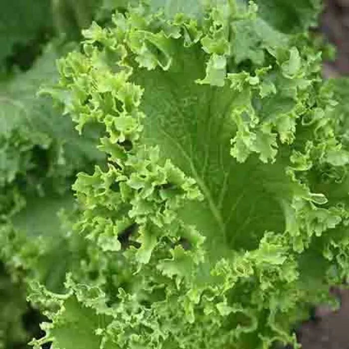Southern Giant Curled Mustard Seeds - NON-GMO, Brassica juncea, Heirloom, Curly Green Leaves, Seed Packet