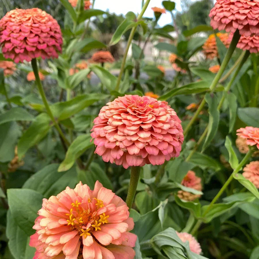 Oklahoma Salmon Zinnia Seeds - 100+ Pack - Zinnia elegans - USA Grown