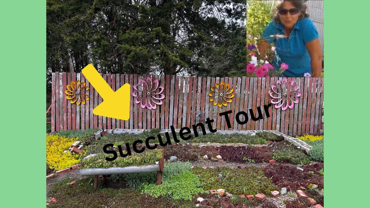 Sedum Mixed Lot of 9 Live Plants - Black Pearl, John Creech, Angelina | Hardy Perennial Succulents Zones 4-8