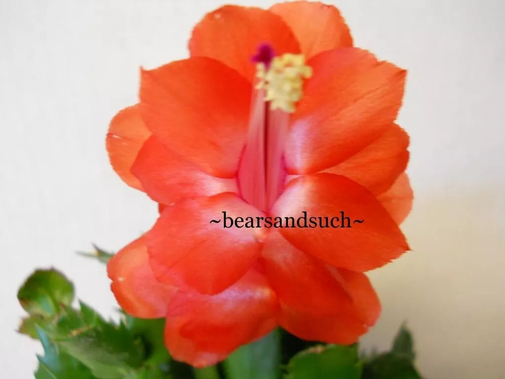 Schlumbergera Starter Plant - Sunset Dancer Christmas Cactus for Indoor Decor