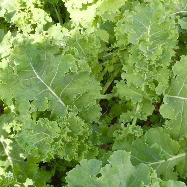 Siberian Dwarf Kale Seeds - Non-GMO, Winter Hardy Brassica oleracea var. sabellica, Compact Growth, Edible Leaves