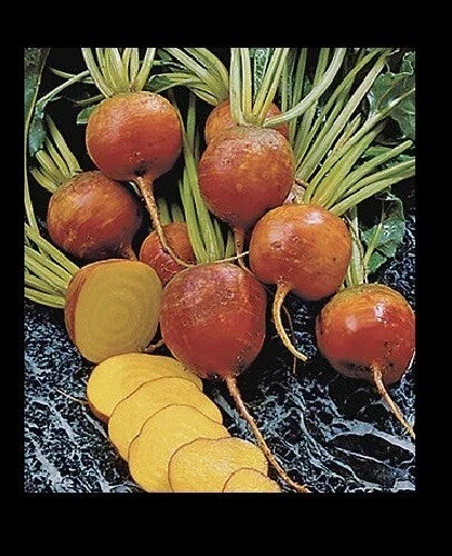 Golden Beet Seeds Bulk - Heirloom Beta vulgaris for Salad & Roasting, 30-400 Pack