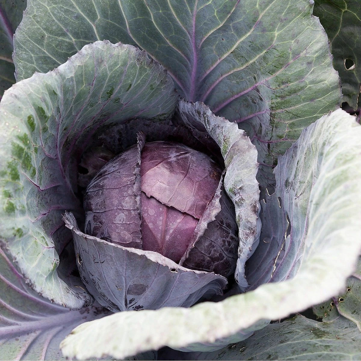 Red Acre Cabbage Seeds – Non-GMO Vegetable Seeds for Home Gardens – Brassica oleracea, USA Seller