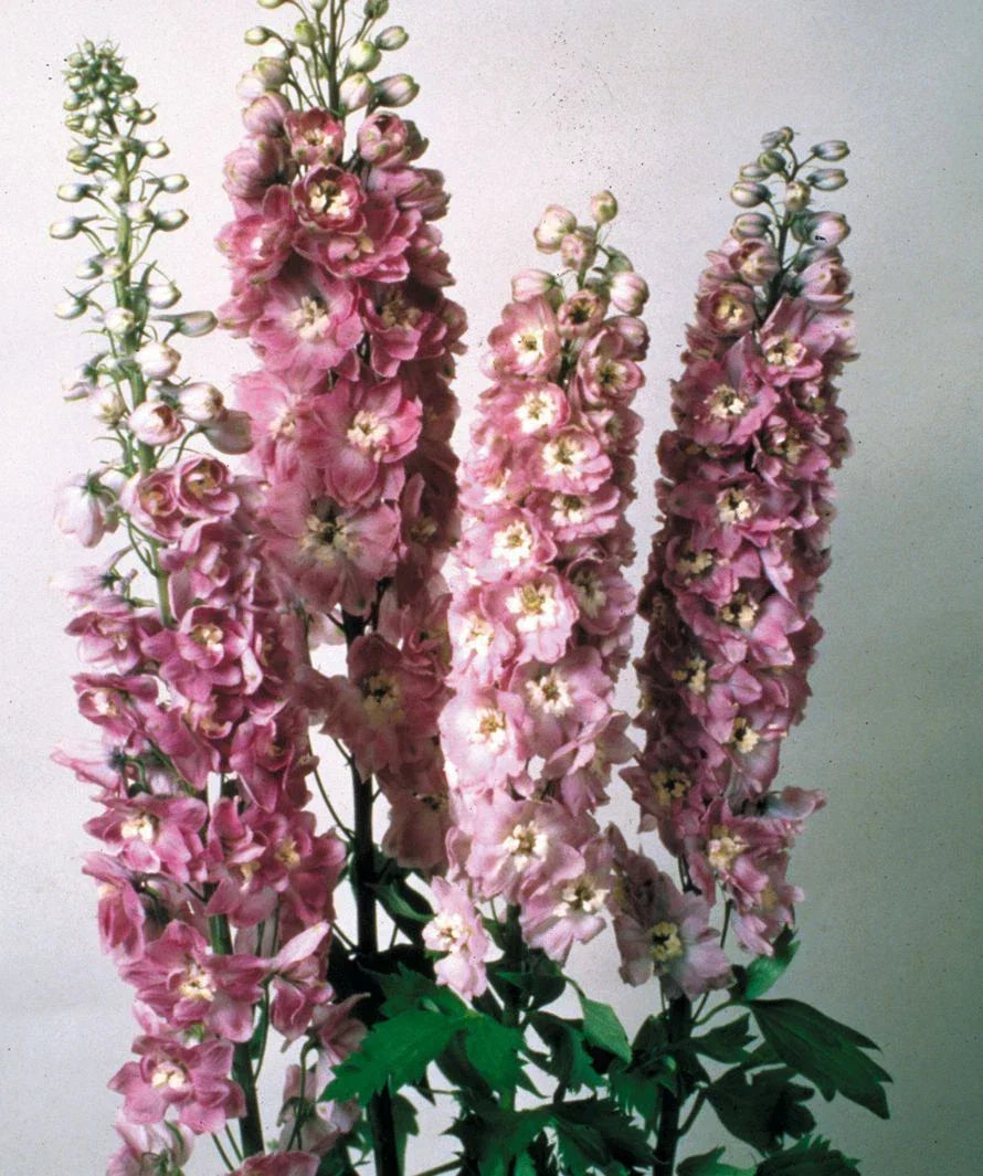 Delphinium Magic Fountain Lilac Pink Perennial Plant Seeds - Full Sun, Old Fashioned Favorite
