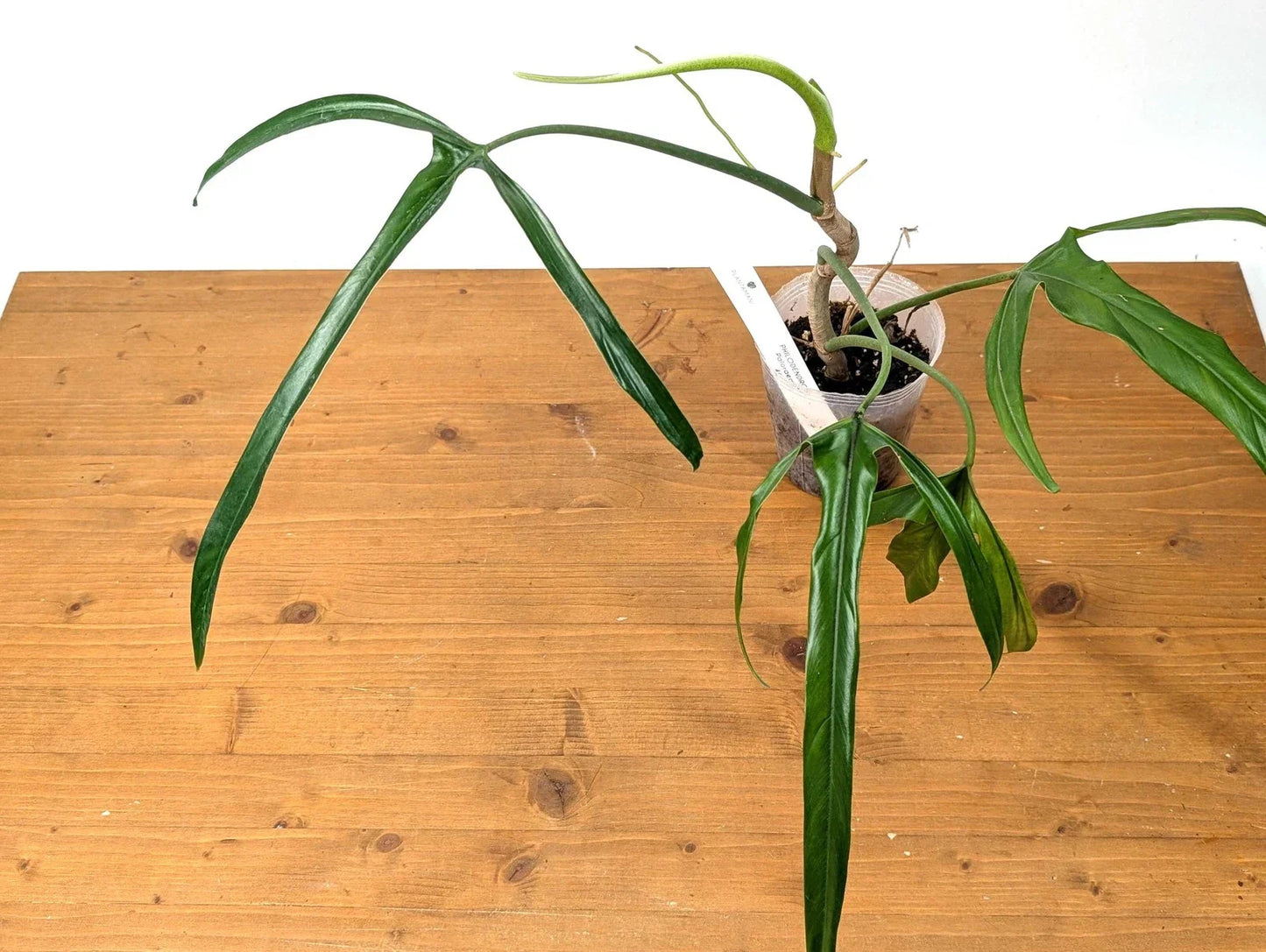 Philodendron Paloraense Plant - Tropical Houseplant with Lush Green Foliage - Indoor Air-Purifying Plant in 6-Inch Pot