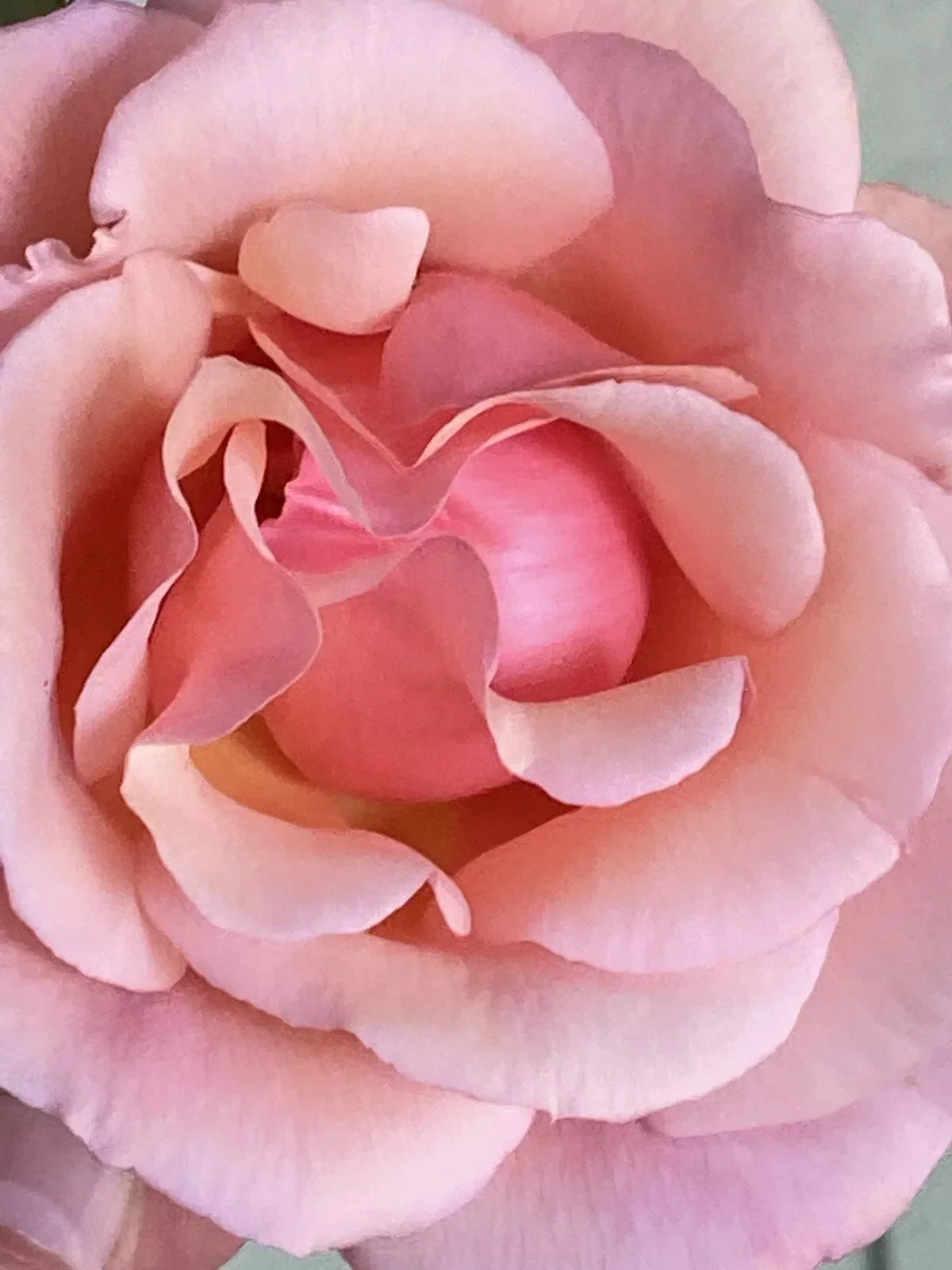 Heirloom Apricot Rose Cuttings - Six Stems for Fragrant Blooms Rosa 'Apricot' Garden Propagation
