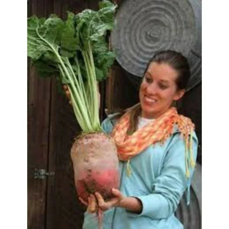 Mammoth Mangel Beet Seeds - 50 Count - Beta vulgaris - Large, Nutritious Beets