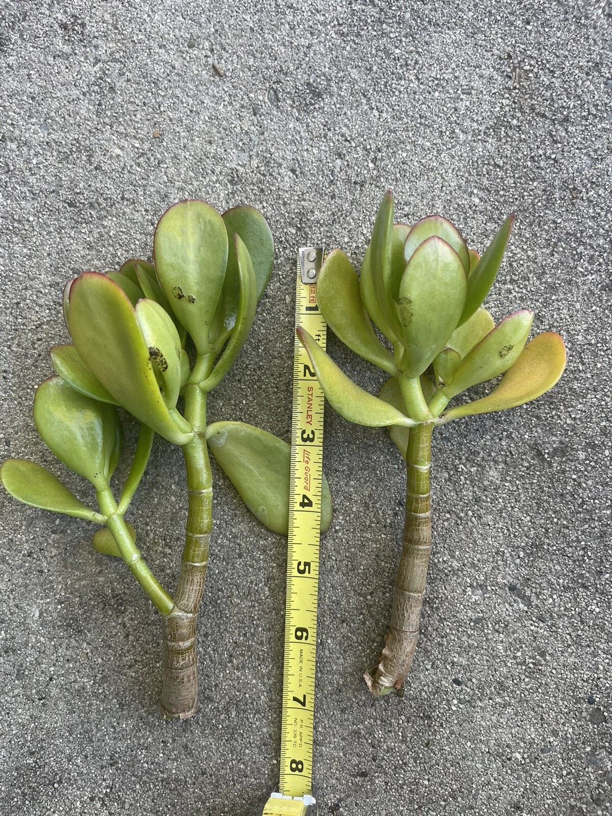 Thick Cutting Jade Plant Succulent 4-6" Crassula ovata Indoor Houseplant Easy Care Low Light