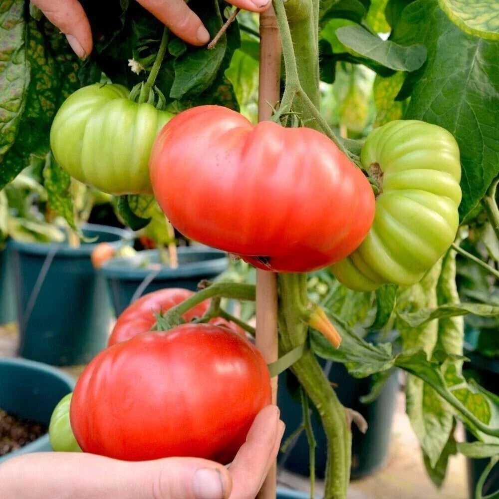 Organic Beefsteak Tomato Seeds - 30+ Heirloom Non-GMO Lycopersicon esculentum for Home Garden, Container, and Salad