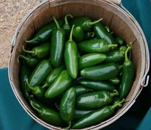 Jalapeno Pepper Seeds - 100+ Heirloom Non-GMO Capsicum annuum for Spicy Garden, Salsa & Grilling