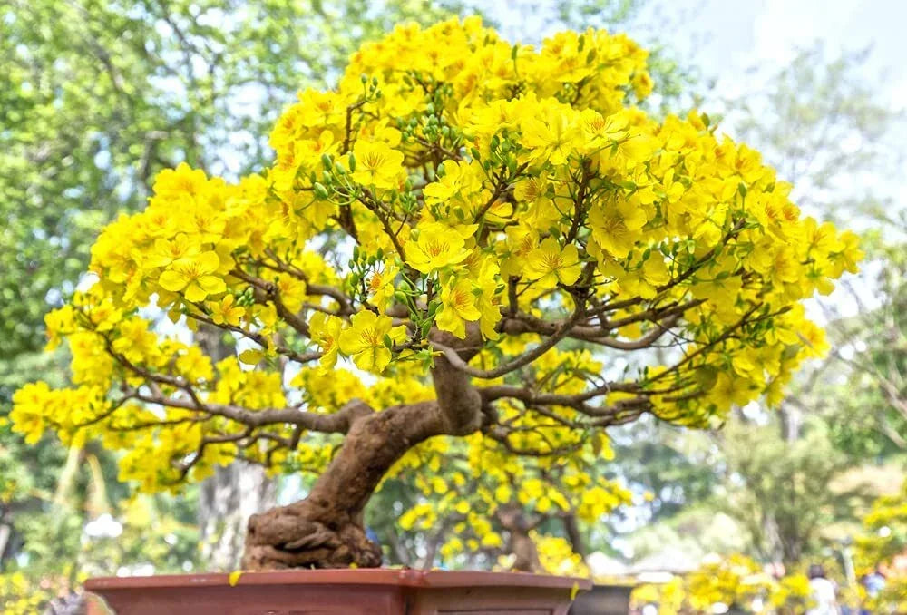 Apricot Bonsai Tree Seeds - 3 Large Prunus armeniaca Seeds with Yellow Flowers