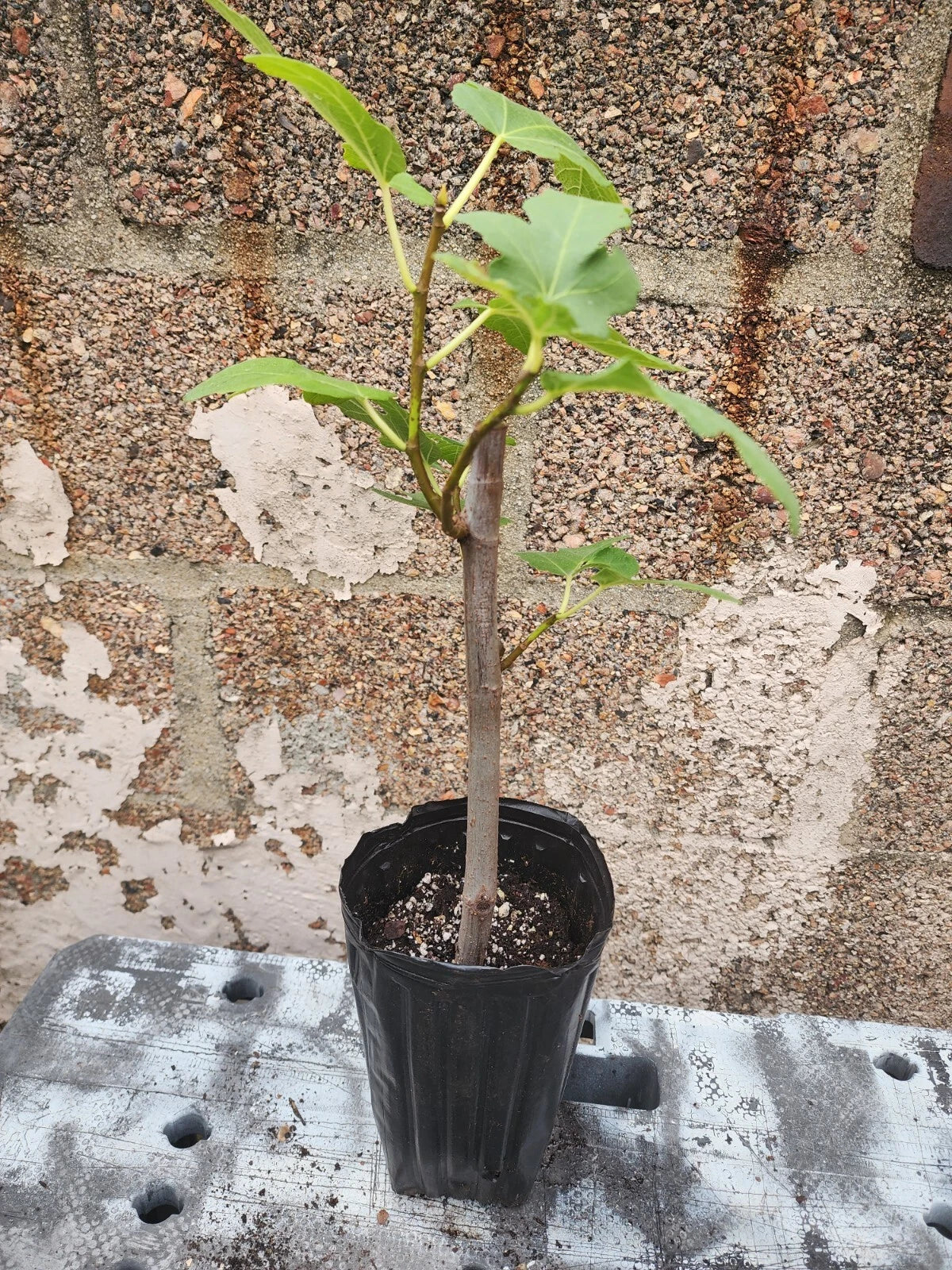 Fig Tree Plant - 1-2 Years Old, Potted, Ficus Carica, Indoor Outdoor Fruit Tree, Easy to Grow, Drought Tolerant