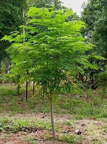 Moringa Tree Seeds - 30 Pack - Fast Growing Moringa oleifera for Garden