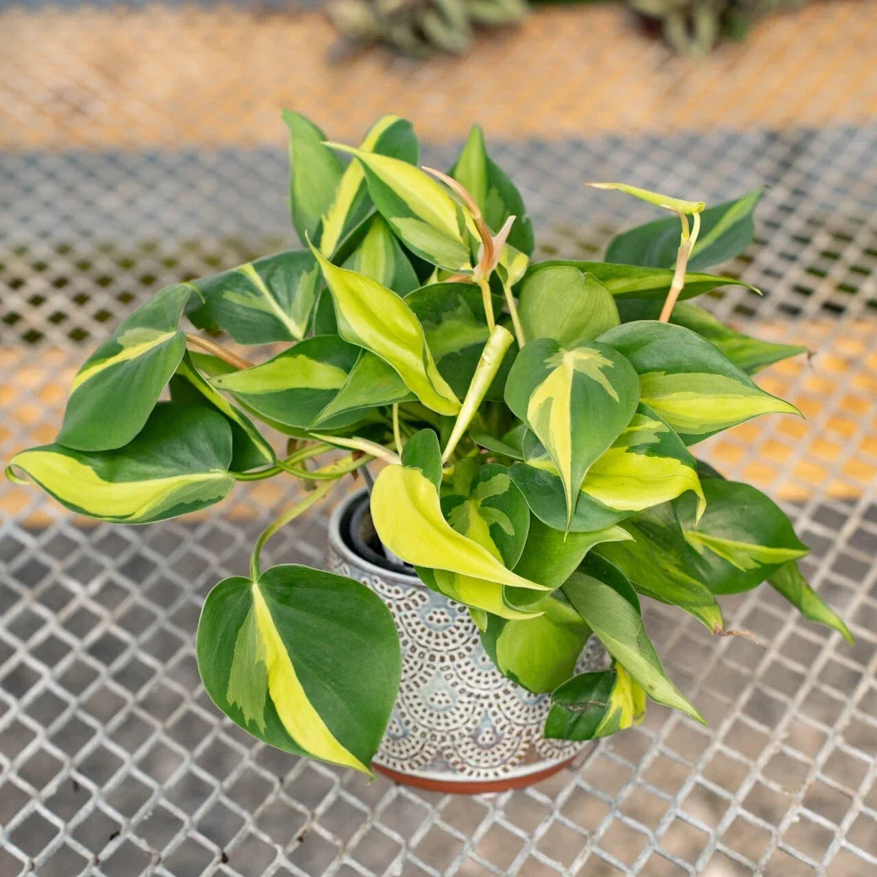 Variegated Philodendron Brasil Starter Plant 4" Well-Rooted Plug, Philodendron hederaceum, Indoor Trailing Vine