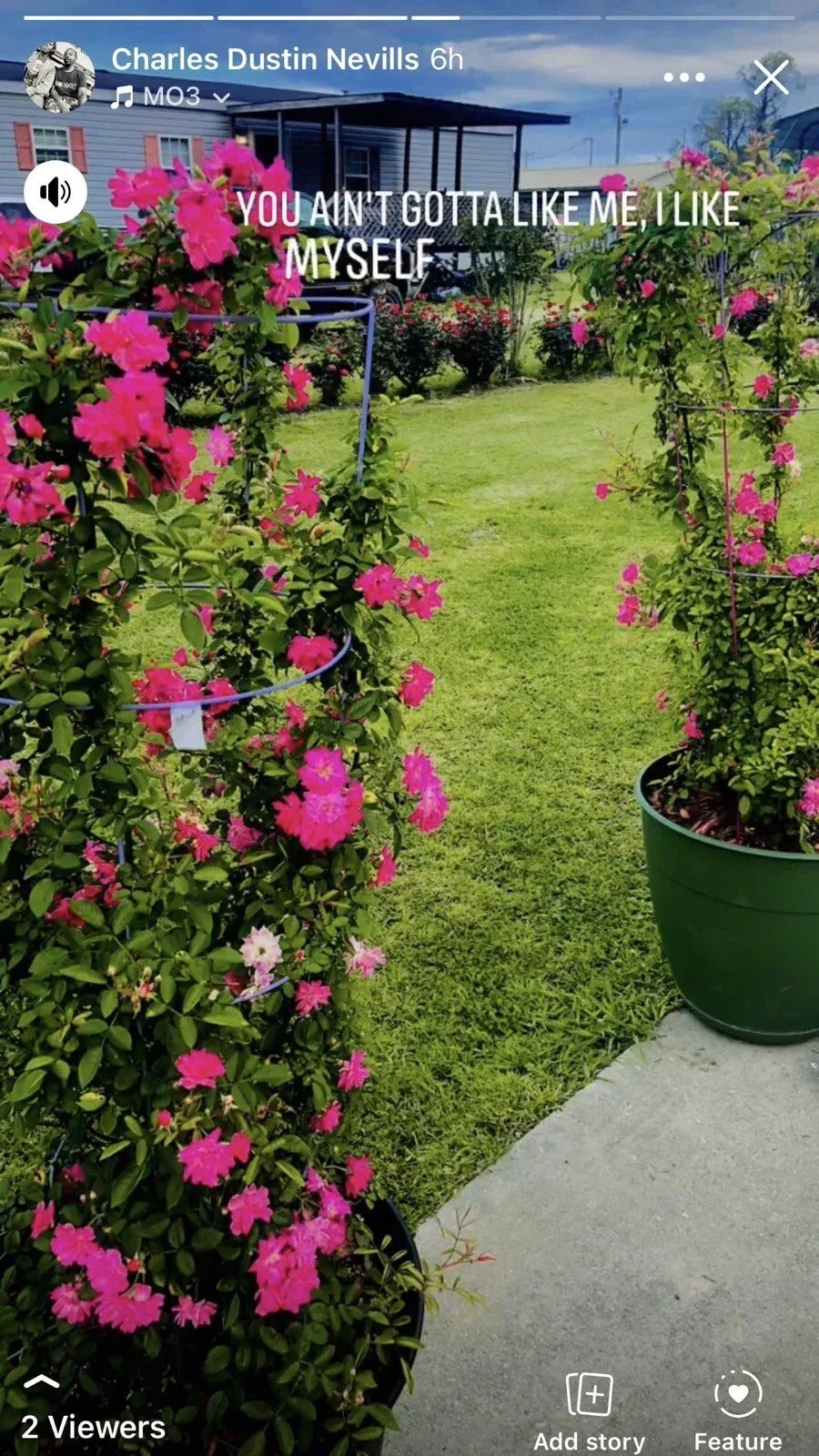 Peggy Martin Rose Cuttings - 10 Inch Clippings - Rosa 'Peggy Martin' - Climbing and Trailing Rose Plant Pack