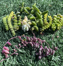 Succulent Cuttings - 7 Varieties - Easy to Grow Succulents - Perfect for Garden and Decor