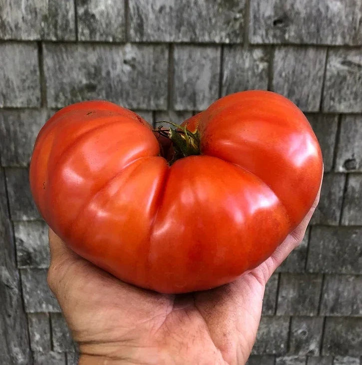 Giant Beefsteak Tomato Seeds - Organic Heirloom Non-GMO - Juicy, Large Fruit for Home Gardening - Solanum lycopersicum