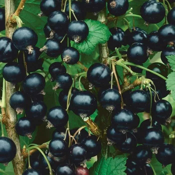 Dormant Live Rooted Consort Black Currant Shrub - Edible Ribes nigrum, Self-Pollinating, Zones 4-8