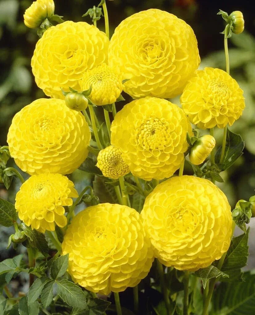 Dahlia Ball Tubers 3 Large Golden Torch | Dahlia pinnata Planting Tubers