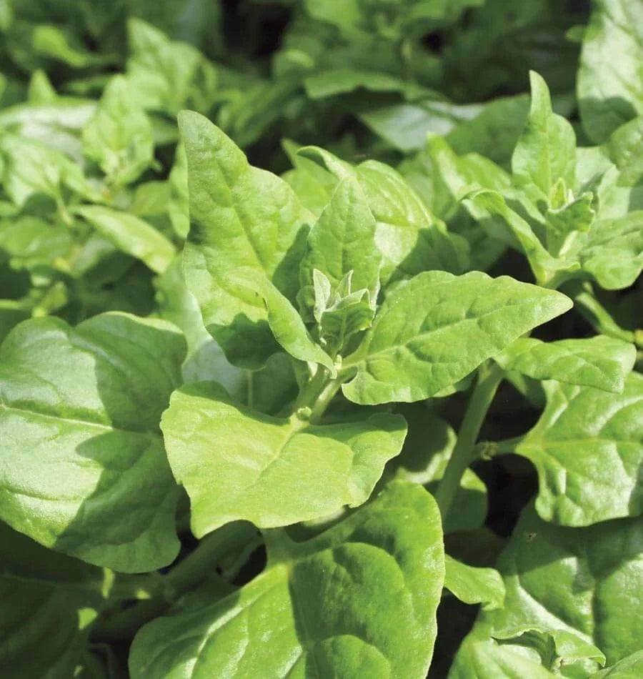 New Zealand Spinach Seeds Bulk Tetragonia expansa Drought Tolerant Open Pollinated (OP)