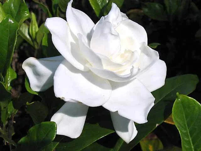 Heirloom White Gardenia Cuttings - Live Gardenia jasminoides Bush Starter Plants for Fragrant White Blooms