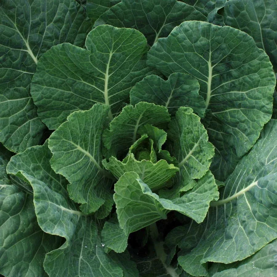 Champion Collard Microgreen Seeds – Non-GMO Brassica oleracea, 300+ Packets for Home Gardening & Nutrient-Rich Greens