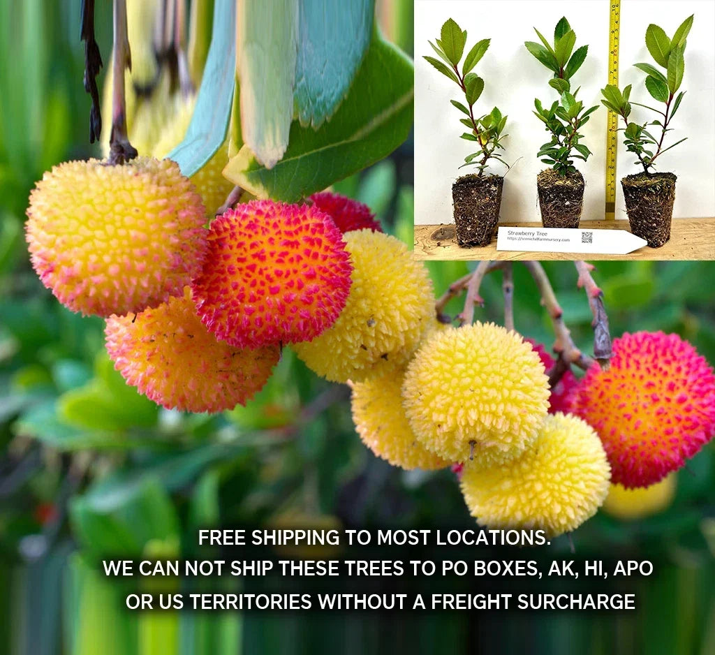 Compact Strawberry Tree Plant - Shrub, Evergreen, Red Fruit, Arbutus unedo 'Compacta' | Small Garden or Container Plant