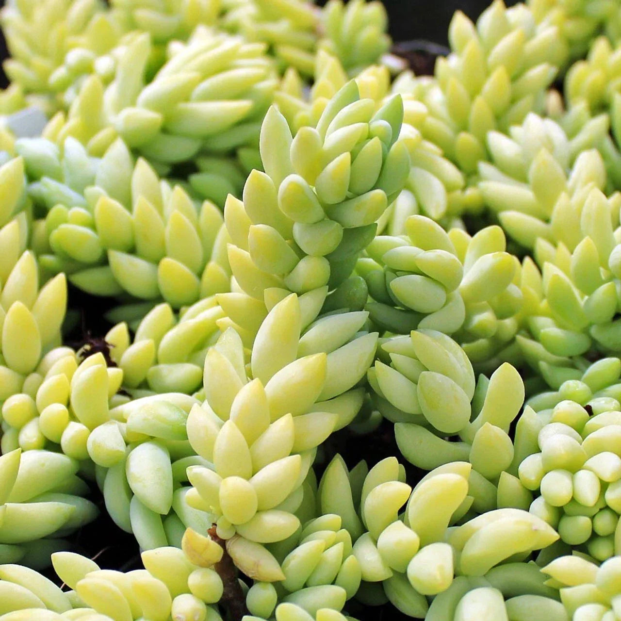 5" Donkey's Tail Succulent Cuttings, Sedum Morganianum, Trailing Indoor Plant, Easy Care, Burro's Tail, Hanging Basket