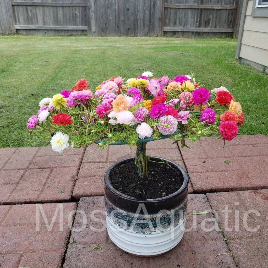 Moss Rose Cuttings - 24 Unrooted Portulaca Grandiflora Mix - Colorful Flowering Plant for Garden, Containers & Hanging Baskets