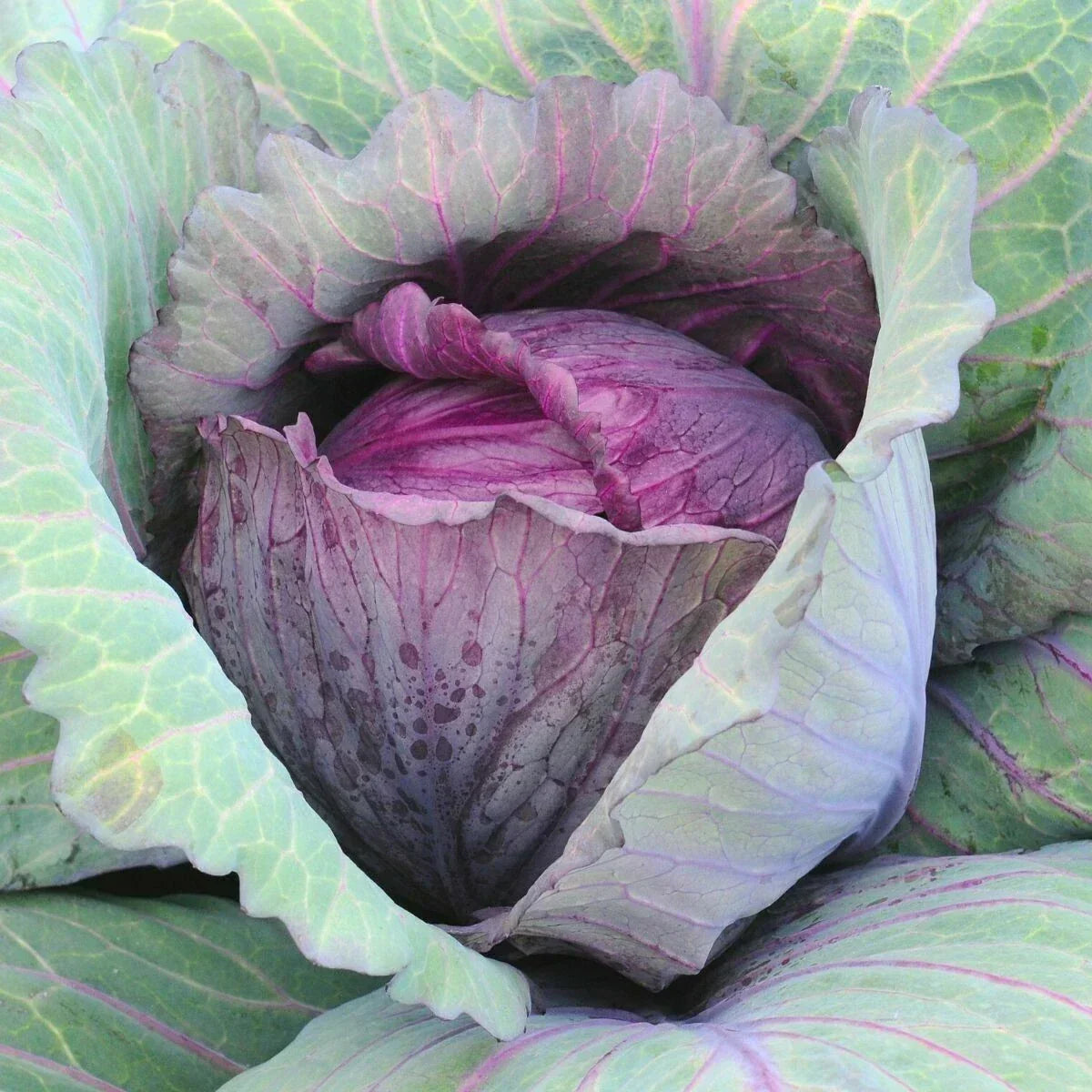 Red Acre Cabbage Seeds - 400+ Heirloom Brassica oleracea for Spring & Fall Gardens