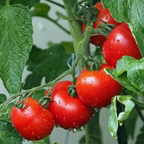 Ace 55 Tomato Seeds - Heirloom, Non-GMO, 120+ Seeds, Solanum lycopersicum, Juicy Medium to Large Tomatoes, Perfect for Home Gardens