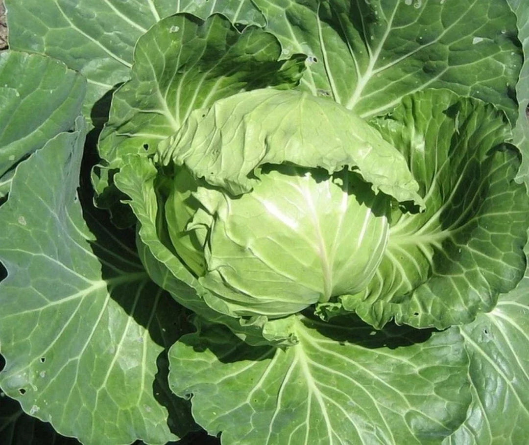 Late Flat Dutch Cabbage Seeds – Non-GMO Brassica oleracea var. capitata for Organic Vegetable Gardening, 300+ Seeds
