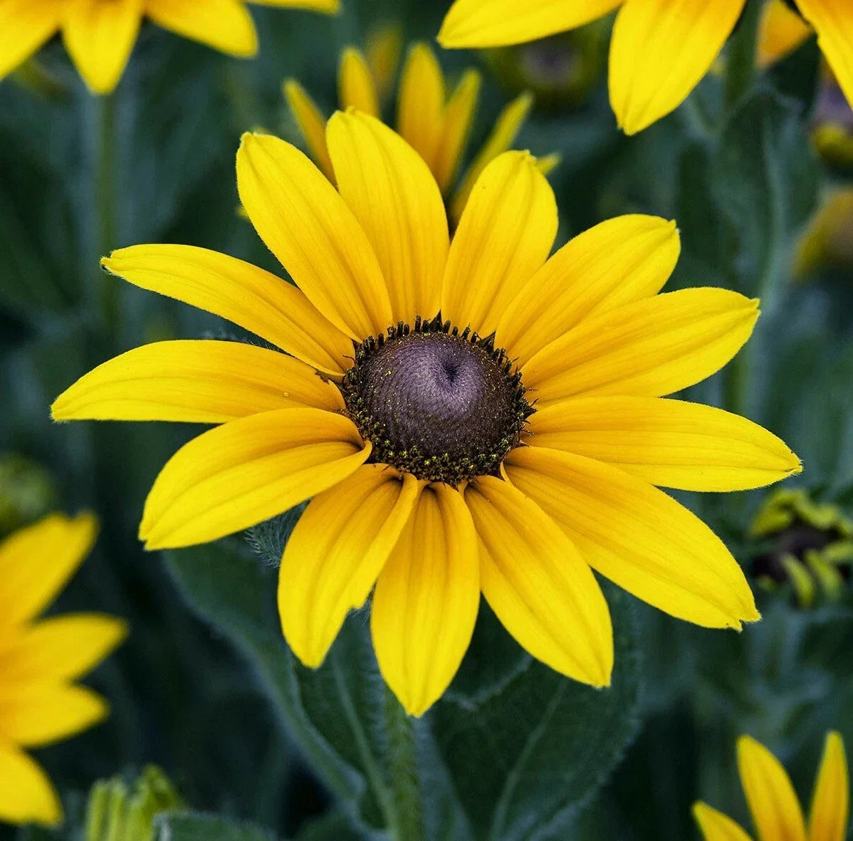 Black Eyed Susan Flower Seeds, 2000+ Perennial, Yellow Blooms, Rudbeckia hirta, Pollinator Garden, Full Sun, Drought Tolerant