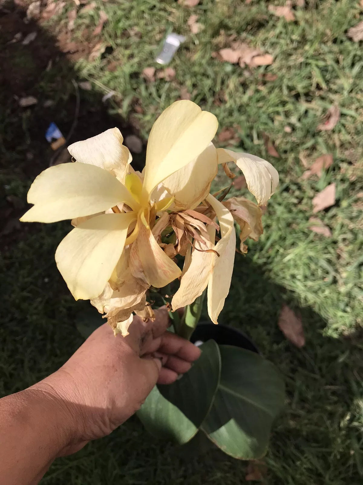 Ivory Canna Lily Live Plant Rhizome in Gallon Pot – Canna indica, Rare Ivory Flowers, Garden Border, Container Plant