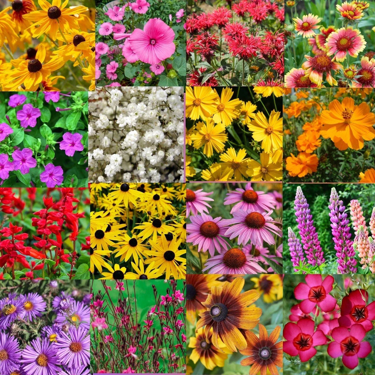 Bulk Wildflower Seed Mix 1/2 LB Native Southeastern US Wildflowers for Pollinators, Gardens & Landscaping