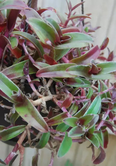 Cyanotis Obtusa Trimen Plant – Purple & Green Wandering Jewel – Indoor/Outdoor Ground Cover & Hanging Basket Plant