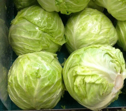 Cabbage Seeds 175 Count Danish Ballhead Brassica oleracea for Home Garden & Farming