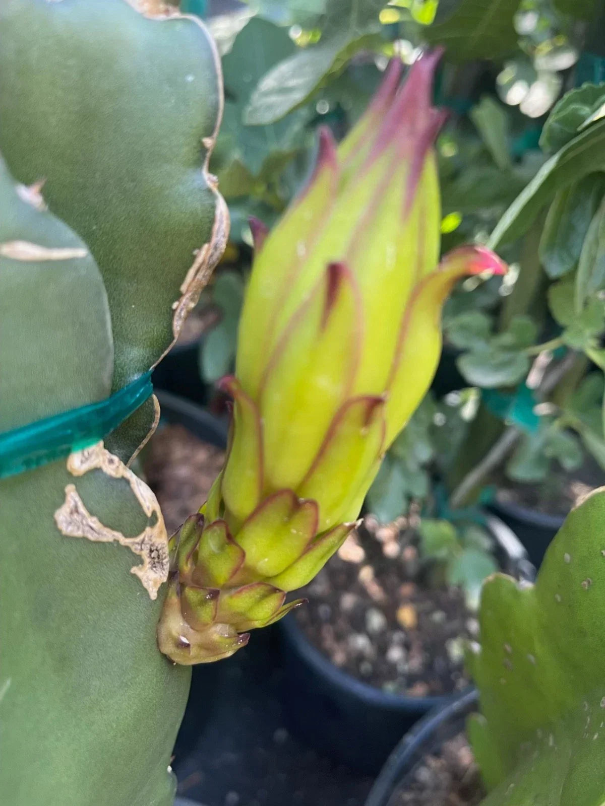 Colombian Yellow Dragon Fruit Cuttings 8 Pack – True Pitahaya Hylocereus megalanthus, Tropical Cactus for Garden or Pot