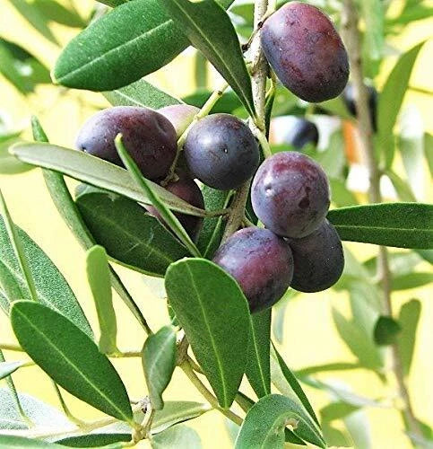 Canino Olive Tree 10" Pot - Edible Olea Europaea with Green and Black Olives