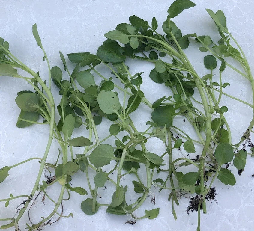 Live Watercress Cuttings - 15 Rooted Nasturtium officinale Edible Vegetables for Indoor & Outdoor Gardening
