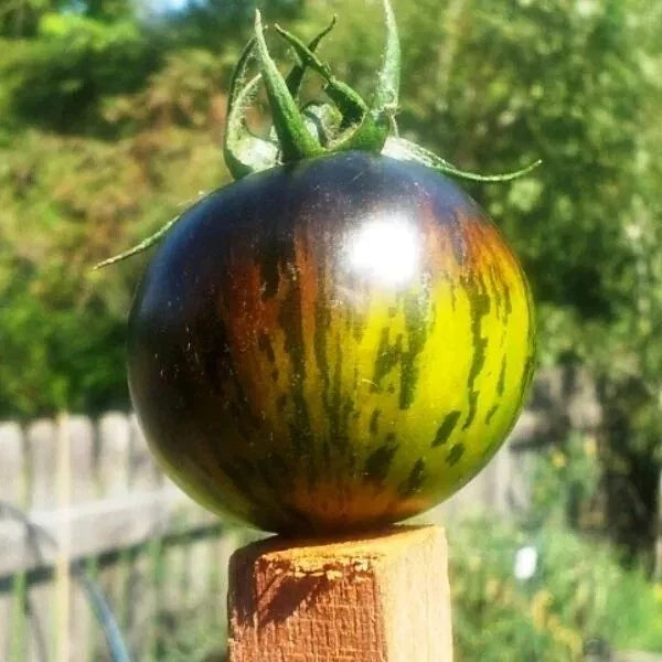 Green Zebra Tomato Seeds - Organic, Non-GMO, Heirloom, 10+ Seeds for Home Gardening, Solanum lycopersicum