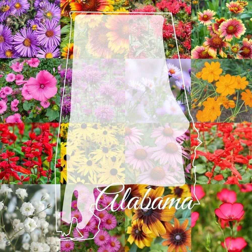 Alabama Wildflower Seed Mix 1/4LB Bulk Native Wildflowers for Pollinators, Attracting Bees & Butterflies