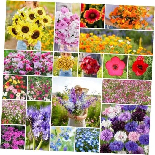 Annual Wildflower Seeds Bulk Pack 1/4 lb Colorful Mix for Gardens & Pollinators, Over 120,000 Seeds