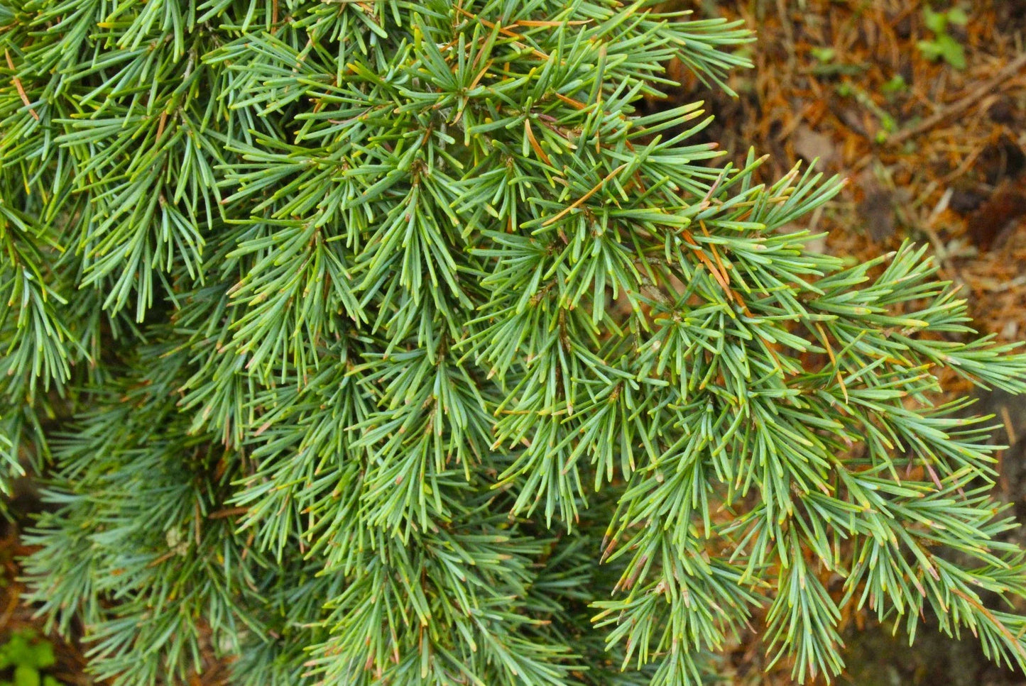 Mountain Hemlock Tree Seedling Bare Root Tsuga mertensiana Evergreen Conifer for Landscape or Bonsai