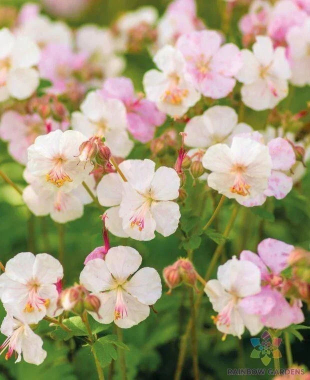 St. Ola Geranium Seeds - 25+ Pack | Pelargonium x hortorum | USA